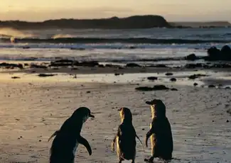 Phillip Island : Laissez-passer pour 3 parcs, Cowes, Australie, Melbourne Tickets. Phillip Island : Laissez-passer pour 3 parcs, Cowes, Australie, Melbourne Tickets.