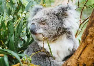Chemin de fer de Puffing Billy : Excursion et découverte de la faune et de la flore + transferts, Belgrave, Australie, Melbourne Tickets.