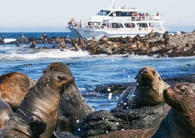 Phillip Island Seal Watching Cruise, Phillip Island, Australia, Melbourne Tickets.
