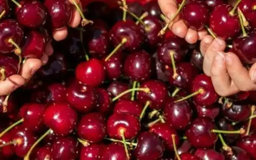 Melbourne: Puffing Billy Steam Train Ride + Cherry Picking & Chocolate Tasting, Melbourne, Australia, Melbourne Tickets.