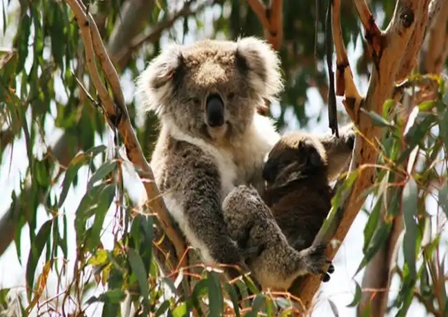 Parcs naturels de l'île Phillip : Entrée dans la réserve de conservation des koalas, Cowes, Australie, Melbourne Tickets.