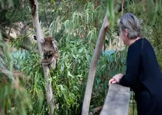 Parcs naturels de l'île Phillip : Entrée dans la réserve de conservation des koalas, Cowes, Australie, Melbourne Tickets.