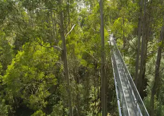 Otway Fly Treetop Walk, Weeaproinah, Australia, Melbourne Tickets.