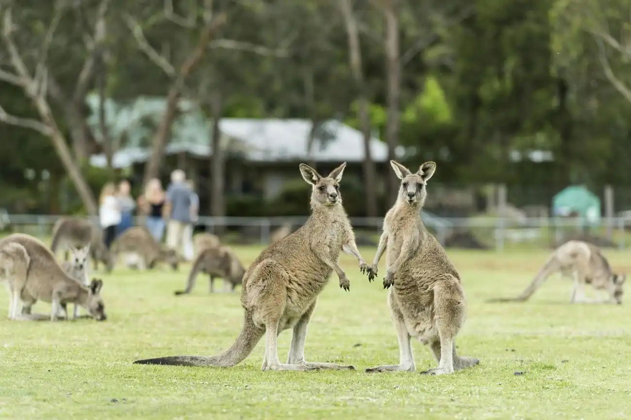 Grampians National Park: Day Trip with Transport from Melbourne, Melbourne, Australia, Melbourne Tickets.