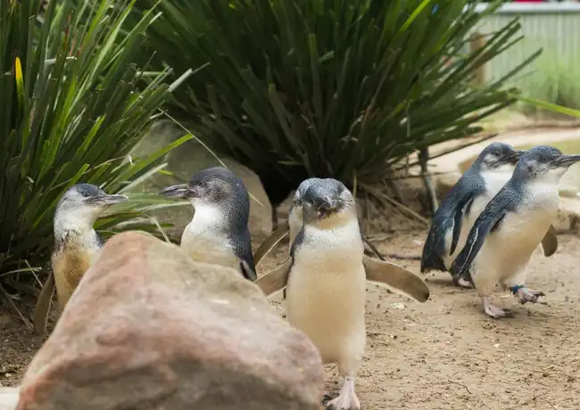Phillip Island Penguin Parade & Moonlit Sanctuary Conservation Park, Cowes, Australië, Melbourne Tickets.