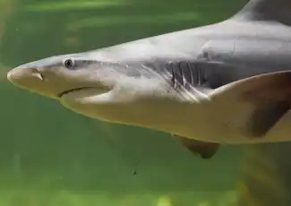 Shark Dive Xtreme al Sea Life Melbourne, Melbourne, Australia, Melbourne Tickets.