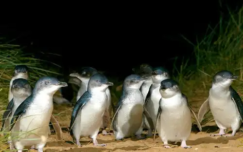 Parade des pingouins + parc animalier Moonlit Sanctuary : Excursion d'une journée depuis Melbourne, Cowes, Australie, Melbourne Tickets.