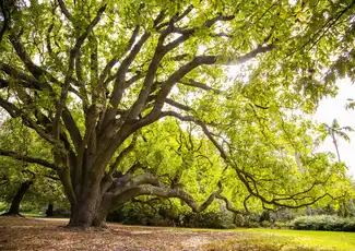 Royal Botanic Gardens Victoria: Passeggiata nel Patrimonio Aborigeno, Melbourne, Australia, Melbourne Tickets.