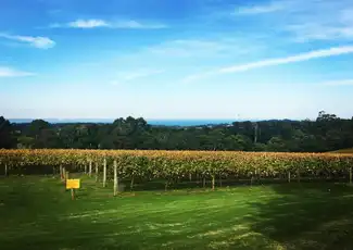 Vallée de Yarra : Visite de vignobles avec déjeuner + transport depuis Melbourne, Melbourne, Australie, Melbourne Tickets.